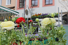 Wochenmarkt in Altenburg (Foto: der uNi)