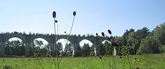 Wiesenexkursion am Bad Langenleuba-Niederhain