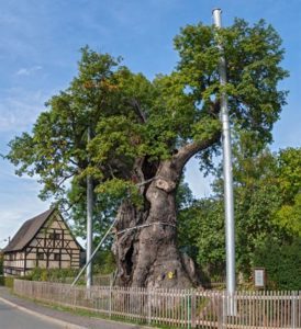 1000 Jährige Eiche in Nöbdenitz (Foto: Frank Leo/ Burg Posterstein)