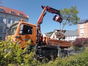 Aufladen und Transportsicherung je Baum (Foto: Landratsamt)