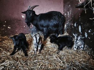 Tierbabys im Inselzoo Altenburg: Zwergziege bringt Vierlinge zur Welt (Foto: Stadt Altenburg)