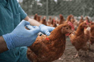 Symbolbild Geflügelpest 2026