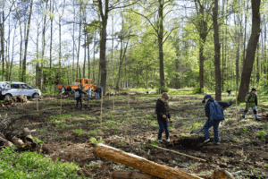 Projekttag am Karolinum: Schulkinder pflanzen Bäumchen im Stadtwald (Foto: Franziska Ebert)