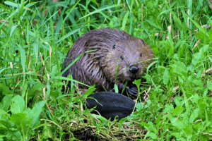 Biber (Foto: S. Heidler)