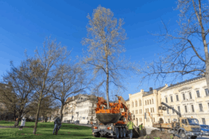 Tulpenbaum am Pauritzer Platz in Altenburg umgepflanzt (Foto: Franziska Ebert)