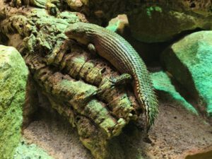 Egernia stokesii (Foto: Stadt Altenburg)