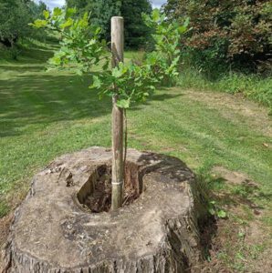 Thümmleiche in einer abgestorbenen Linde in Vollmershain. (Foto: Brigitte Künzel)