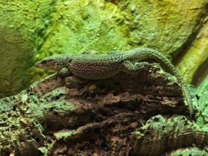 Varanus storri (Foto: Stadt Altenburg)