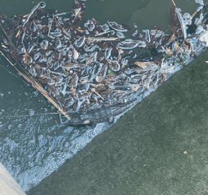 Krokodil im Teich !!! (Foto: Feuerwehr Altenburg)